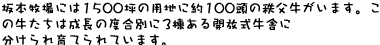 坂本牧場には1500坪の用地に約80頭の秩父牛がいます。この牛たちは成長の度合別に3棟ある開放式牛舎に分けられ育てられています。