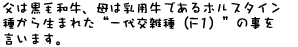 父は黒毛和牛、母は乳用牛であるホルスタイン種から生まれた“一代交雑種”の事を言います。
